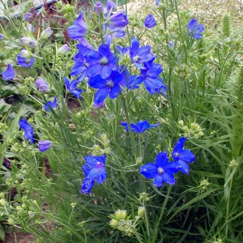 Previous Next 1 of 2