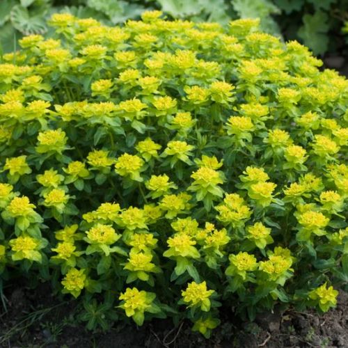 Euphorbia polychroma - Shoot
