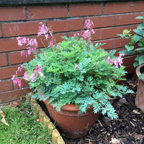 Previous Next 1 of 2