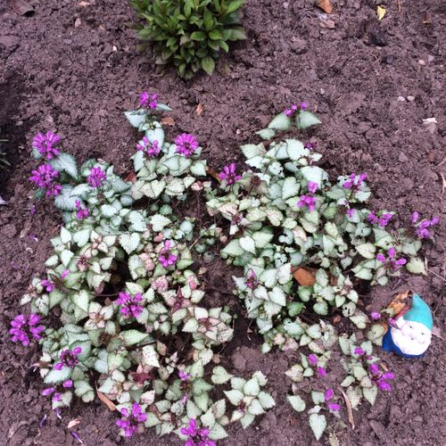 peltre rosa lamium