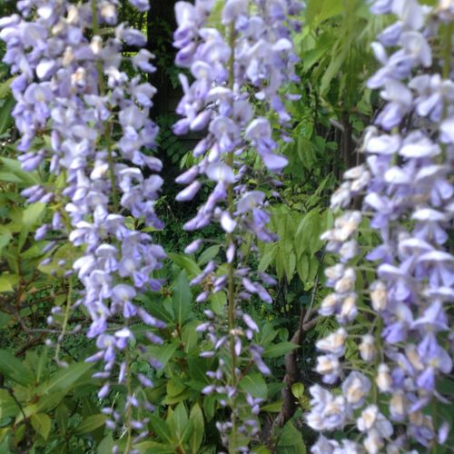 Wisteria floribunda 'Lawrence' - Shoot