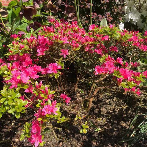 Rhododendron Obtusum Group - Shoot
