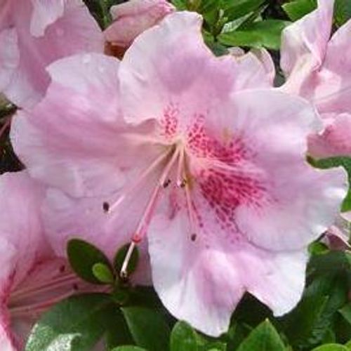 Rhododendron 'Haru-no-sono' - Shoot