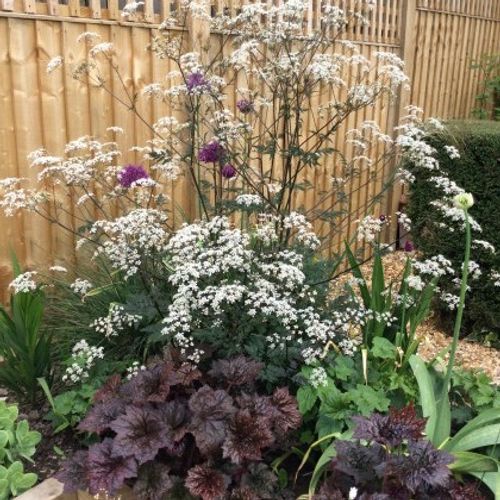 Anthriscus sylvestris 'Ravenswing' - Shoot