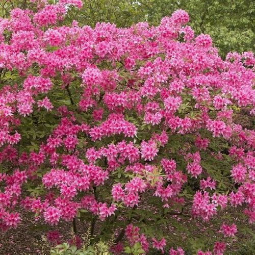 Rhododendron 'Rosy Lights' - Shoot
