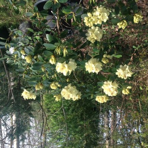 Rhododendron 'Goldkrone' - Shoot