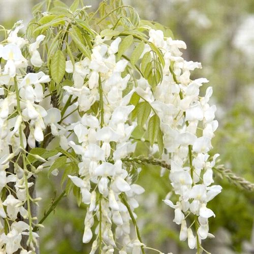 Wisteria floribunda f. alba 'Shiro-noda' - Shoot