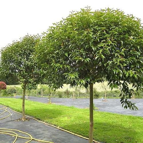 almond plant Tropical Almond Plant – M M Nurseries