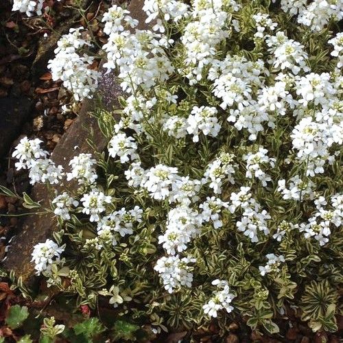 Arabis procurrens 'Variegata' - Shoot