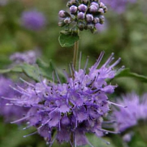 Previous Next 1 of 3