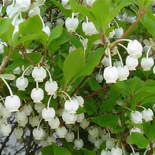 Image of Enkianthus perulatus in summer