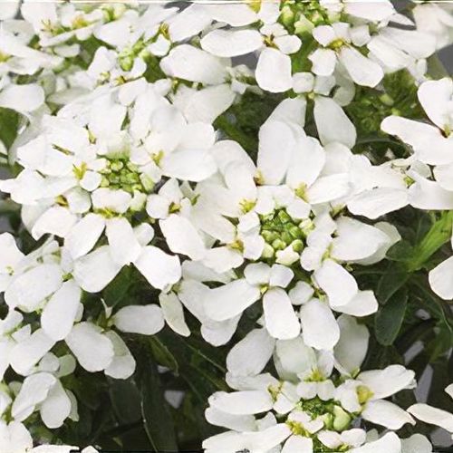 Previous Next 1 of 2