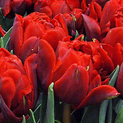support Vågn op Bliv ved Tulipa 'Red Princess' - Shoot