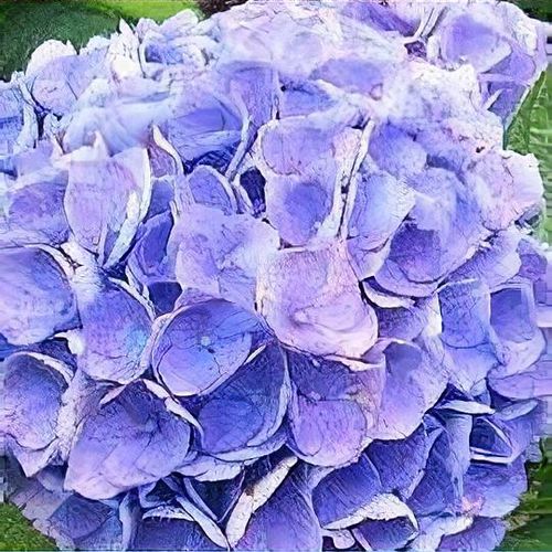 Image of Hydrangea Brestenburg image 4