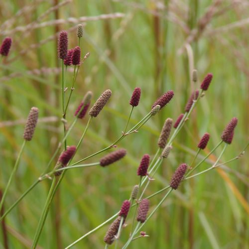 Previous Next 1 of 5