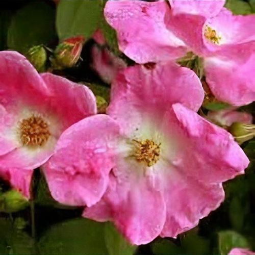 Image of Rosa gallica, nearly wild rose