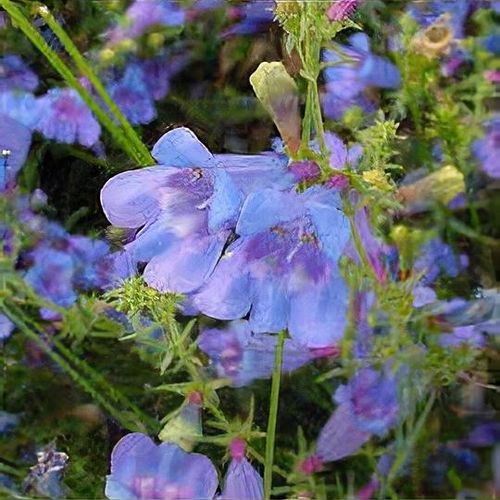 Previous Next 1 of 2