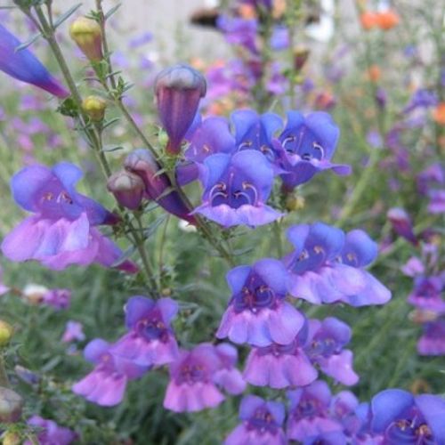 Previous Next 1 of 2