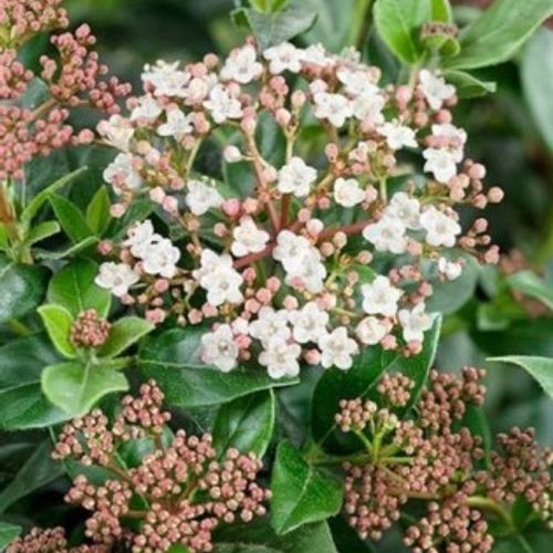 Previous Next 1 of 4