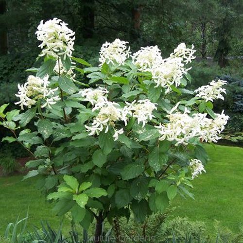 Image of Great star hydrangea image 1