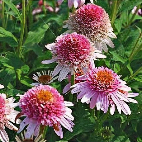 Previous Next 1 of 2