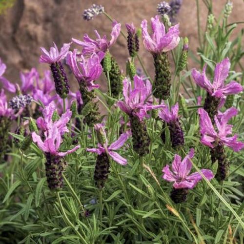 Previous Next 1 of 2