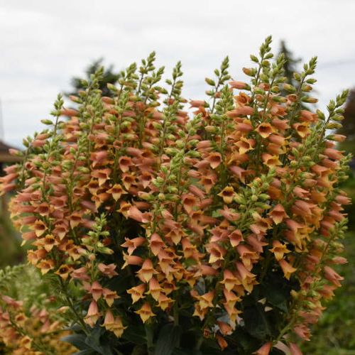 Previous Next 1 of 2