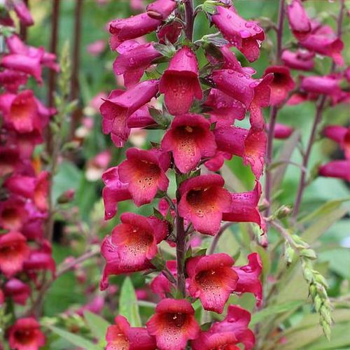 Previous Next 1 of 2