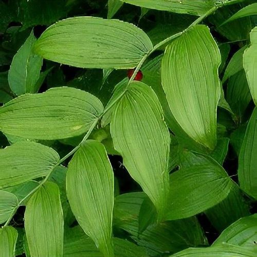 Previous Next 1 of 2