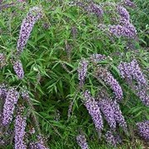 Previous Next 1 of 2