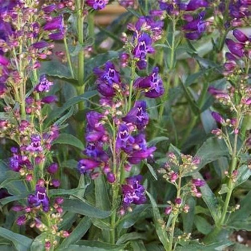 Previous Next 1 of 2