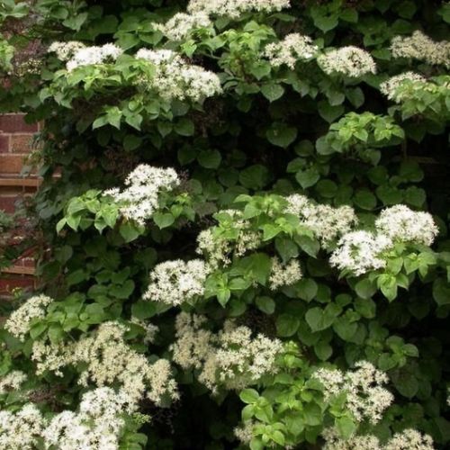 Image of Hydrangea anomala subsp. sargentiana climbing hydrangea