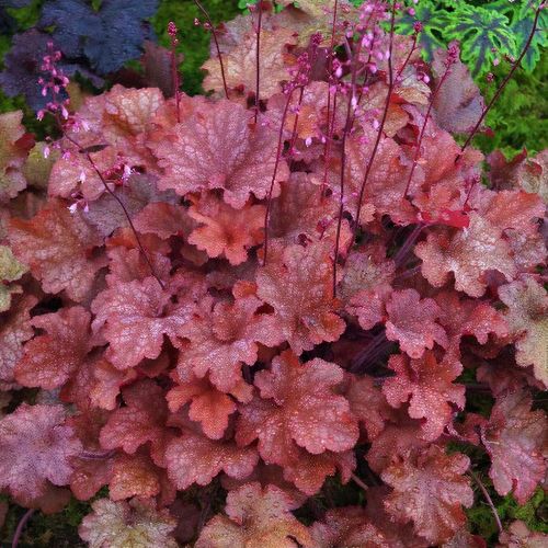 Image of Indian summer coral bells leaves