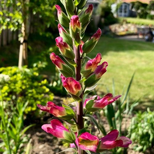 Previous Next 1 of 2