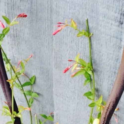 Previous Next 1 of 2