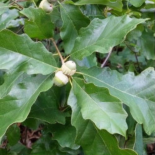 Previous Next 1 of 5