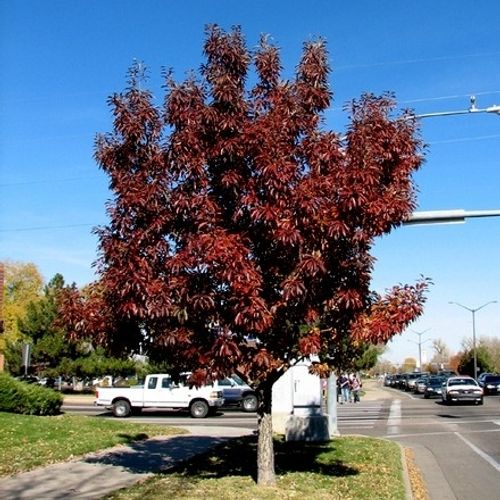 Previous Next 1 of 5