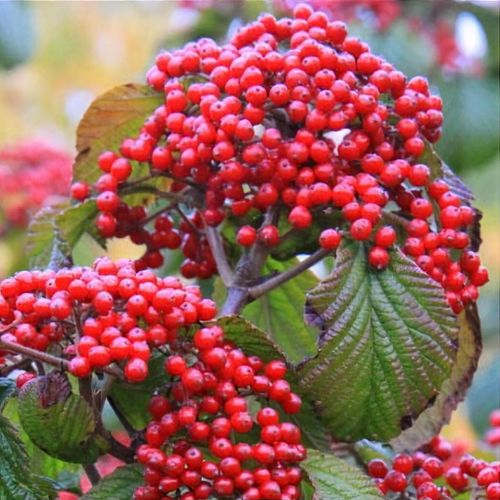 Previous Next 1 of 3