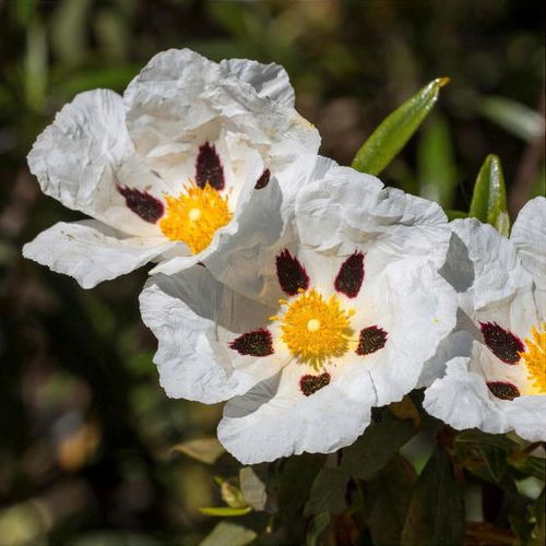 Image of Cistus ladanifer plant in a desert