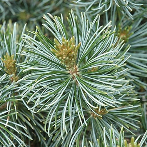 Previous Next 1 of 2