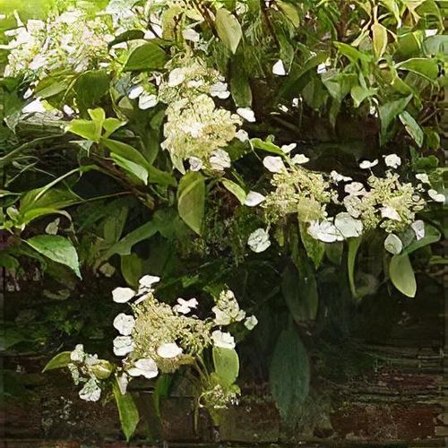 Image of Hydrangea seemanii plant in garden