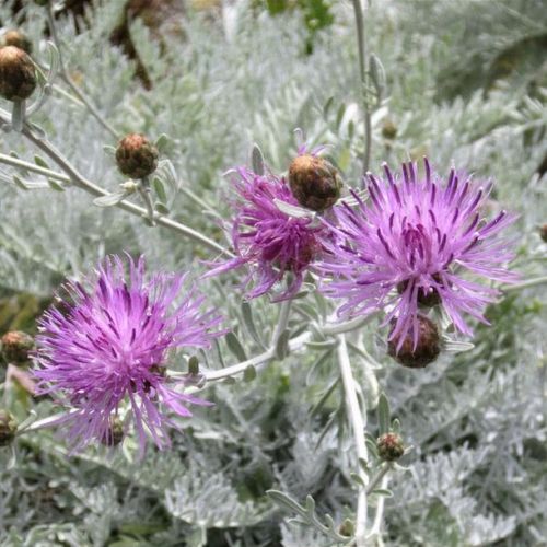 Previous Next 1 of 2