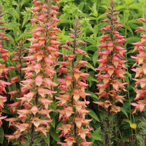 Previous Next 1 of 2