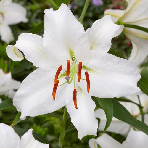 Image of Mount Everest lilies