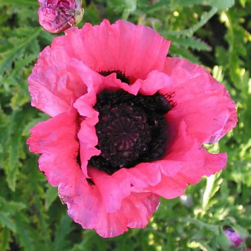 Previous Next 1 of 2