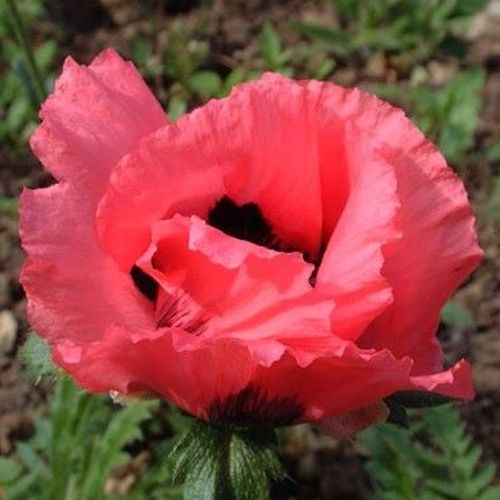 Previous Next 1 of 2