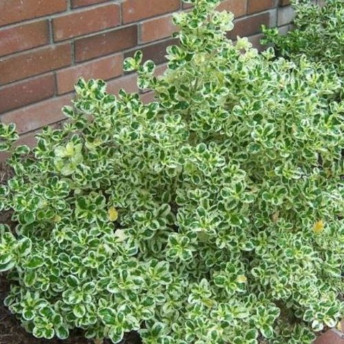 Previous Next 1 of 2