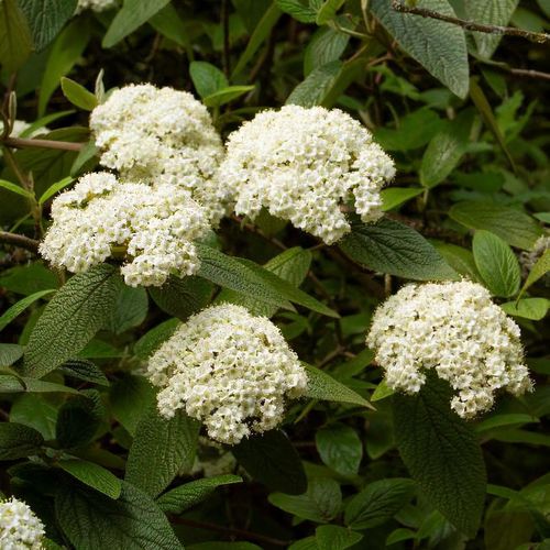 Previous Next 1 of 2