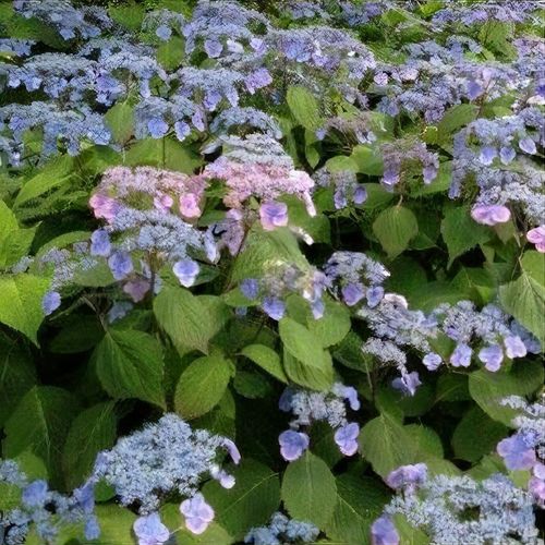 Image of Hydrangea serrata veerle image 5