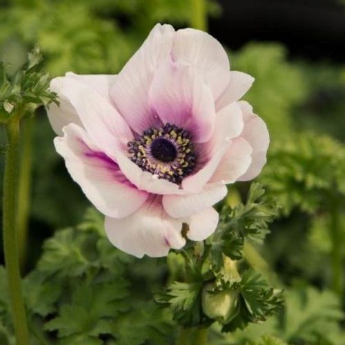 Previous Next 1 of 2